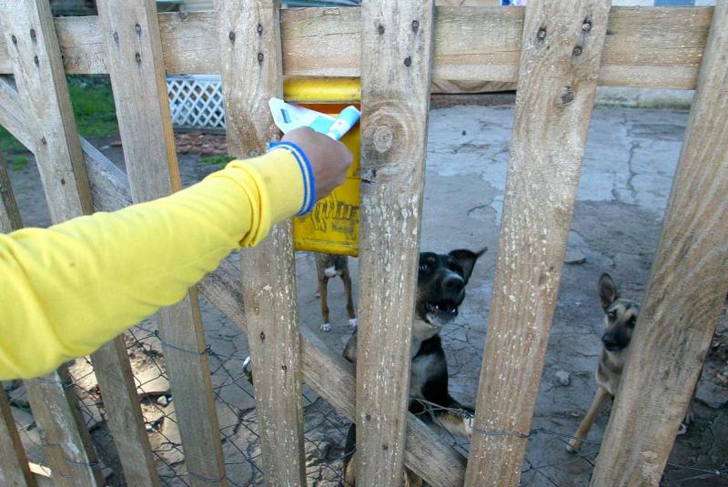 Lei regulamenta a segurança e prevenção contra ataques e mordedura canina